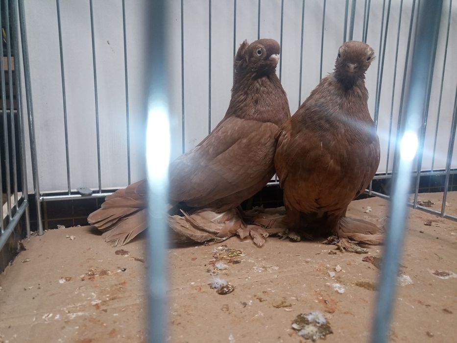 Wywrotki  wywrotek mazurskie para