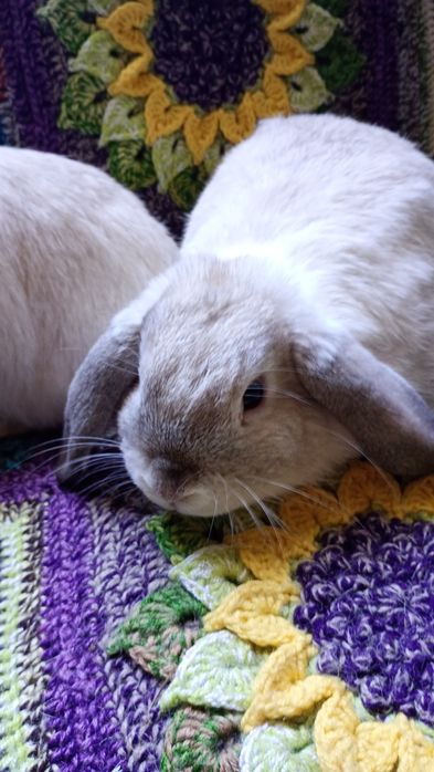 Króliczki Mini Lop, baranki miniaturowe