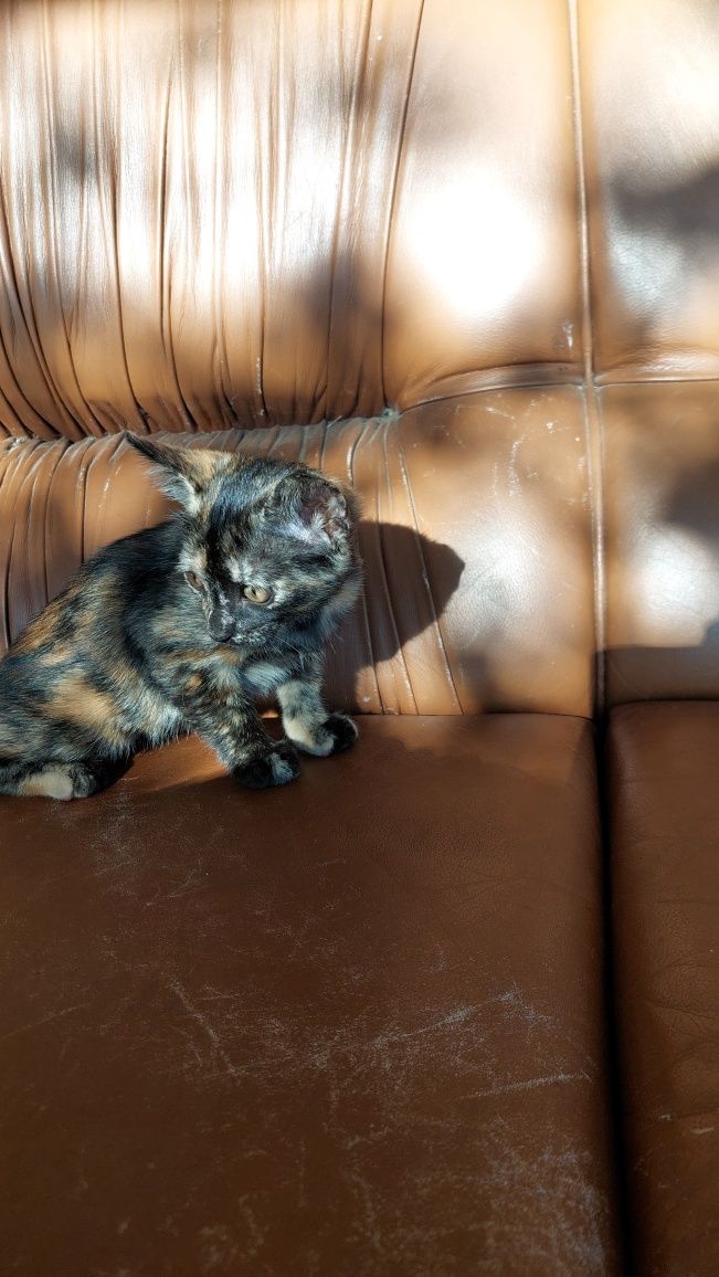 Gatinhos para adopção