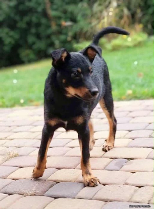 Figaro samiec szczeniak szuka domu