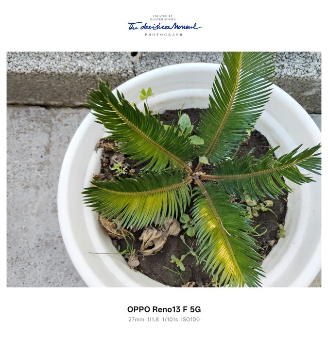 Plantas sicas para venda