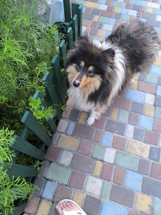 Вязка коллі хлопчик 2 роки.