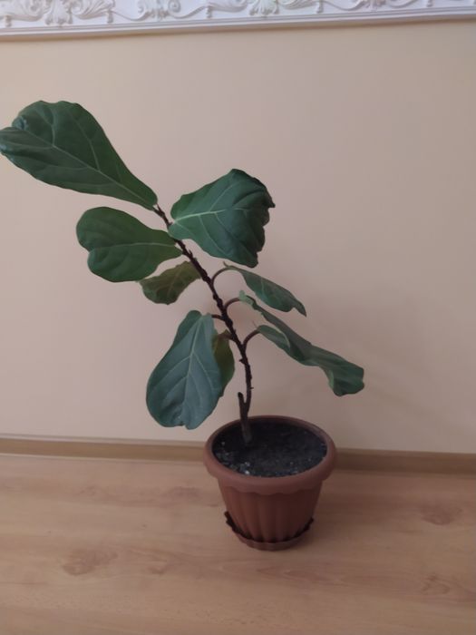 Фикус. .   Лирата