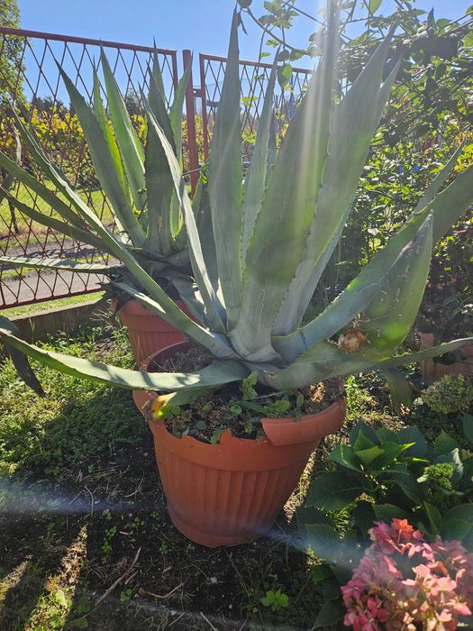 Agawa - roślina ogrodowa