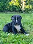 Staffordshire Bull Terrier FCI
