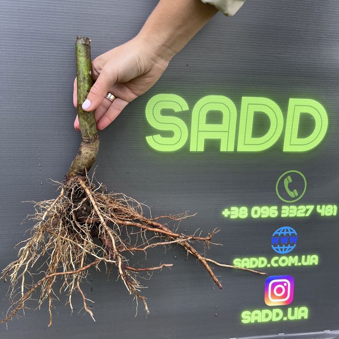 Декоративна Павловнія Shan Tong. Павловния ширина стовбура 1см