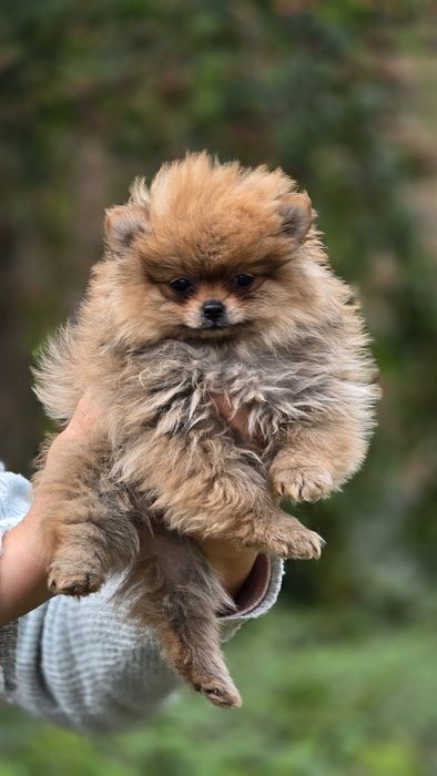 Pomeranian uroczy piesek