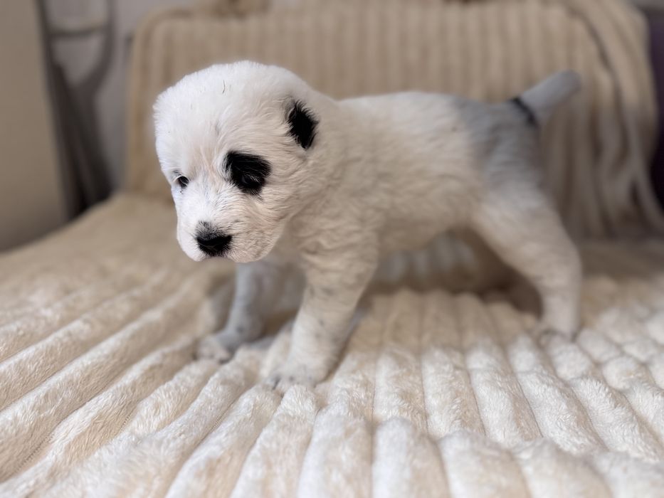 Продам цуценят алабая