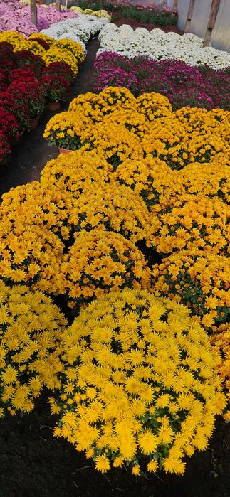 Chryzantemy drobnokwiatowe