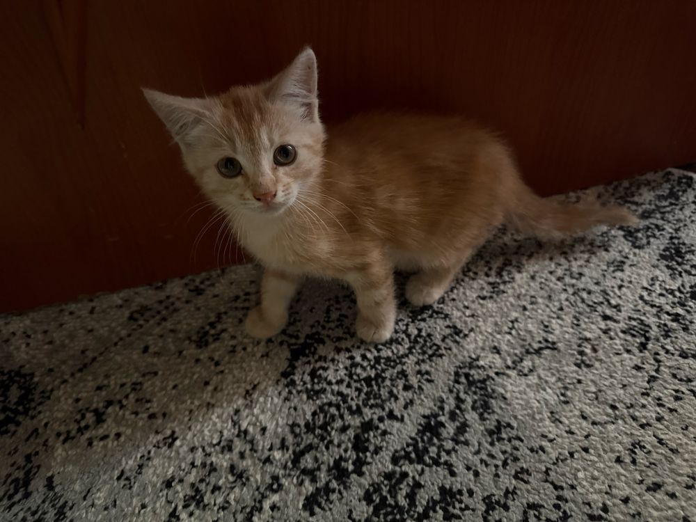 Котенок мальчик 1 месяц