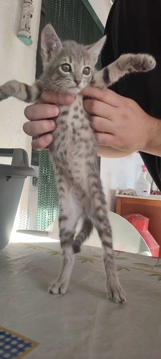 2 gatinhas de 2 meses para adoção responsável