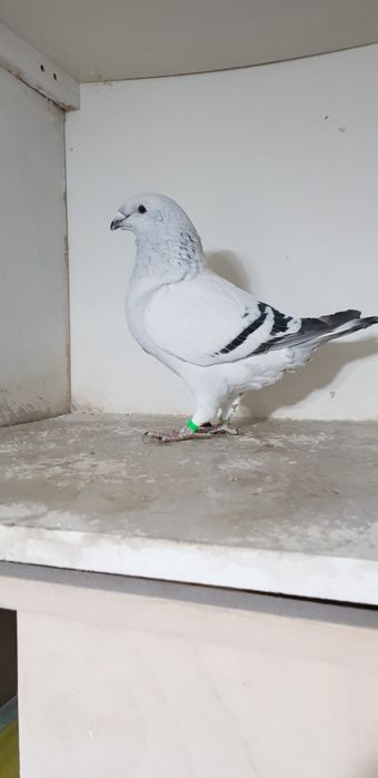 Gołębie pocztowe standardy