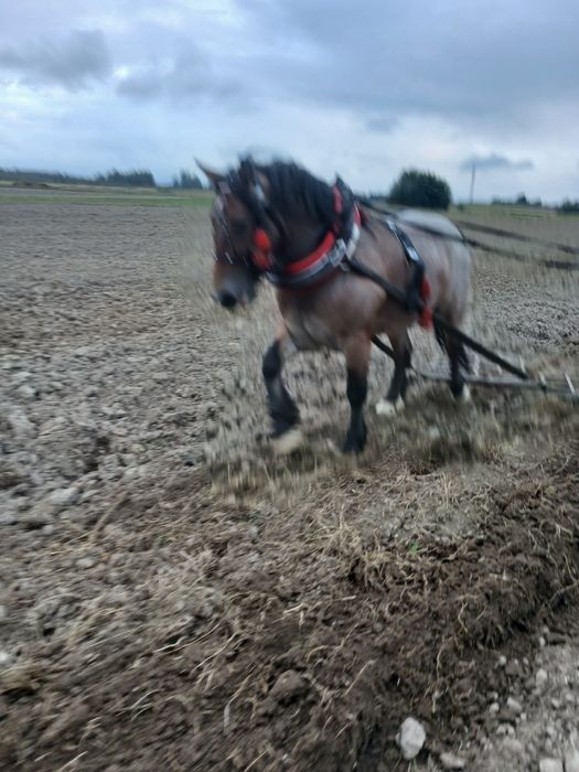 Sprzedam klacz zimnokrwista  zrebna