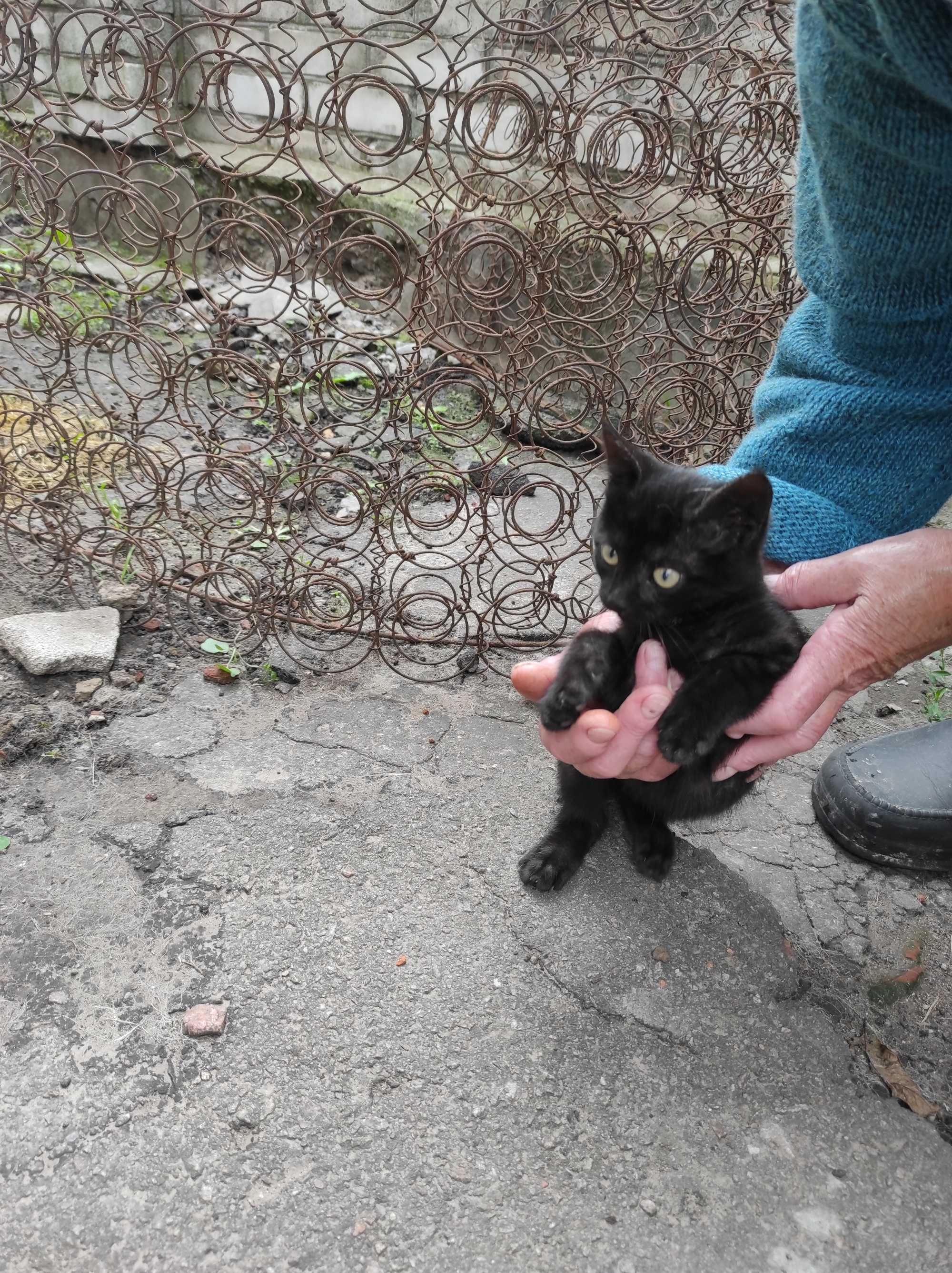 Віддам кошеня безкоштовно