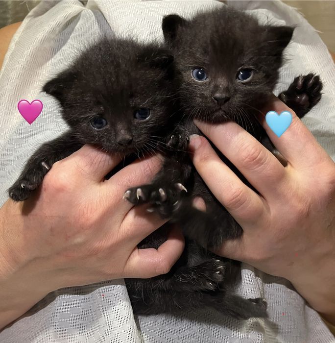 Шукаю люблячих кото-батьків для двох чорних кошенят