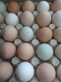 Інкубаційне яйце домашніх курей , мішаних порід...  Инкубационное яйцо