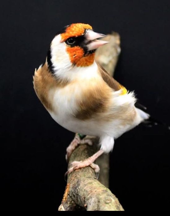 Vendo pintassilgos major