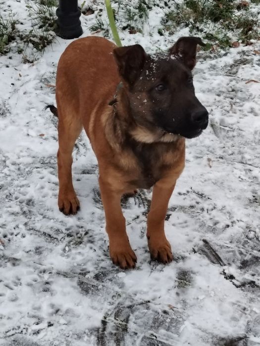 Owczarek Belgijski stróżujący