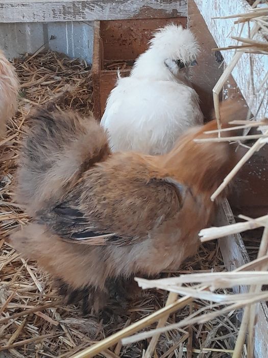 Siłki 3 kury i 1kogut komplet