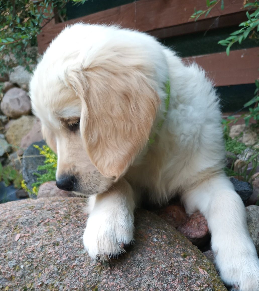 Golden Retrieve ZKwP