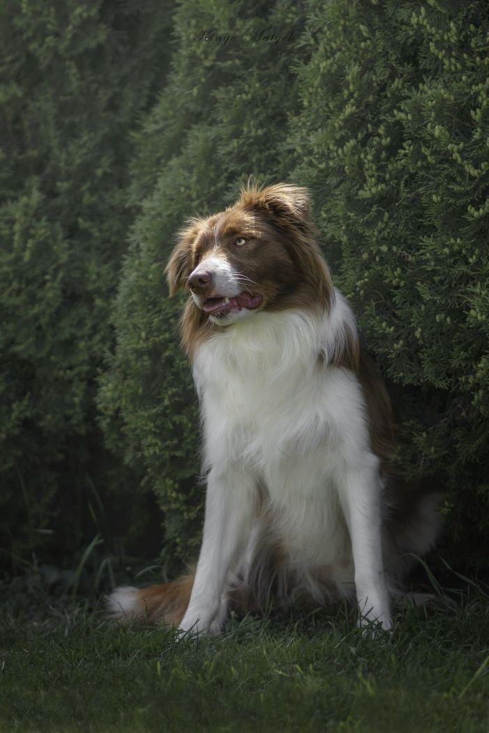 Border collie chłopiec Blue -merle nr 1/GOTOWY DO ODBIORU/genetyka
