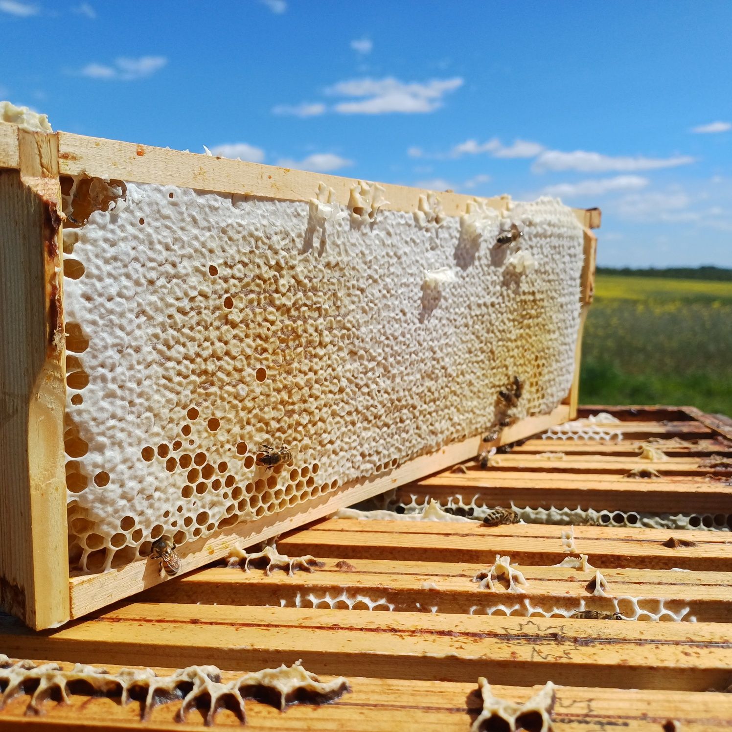 Miod pszczeli naturalny
