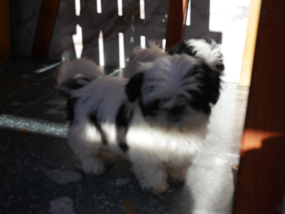 SHIH TZU - suczka