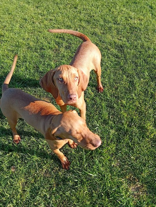 Piesek 4-miesięczny Wyżeł Węgierski krótkowłosy