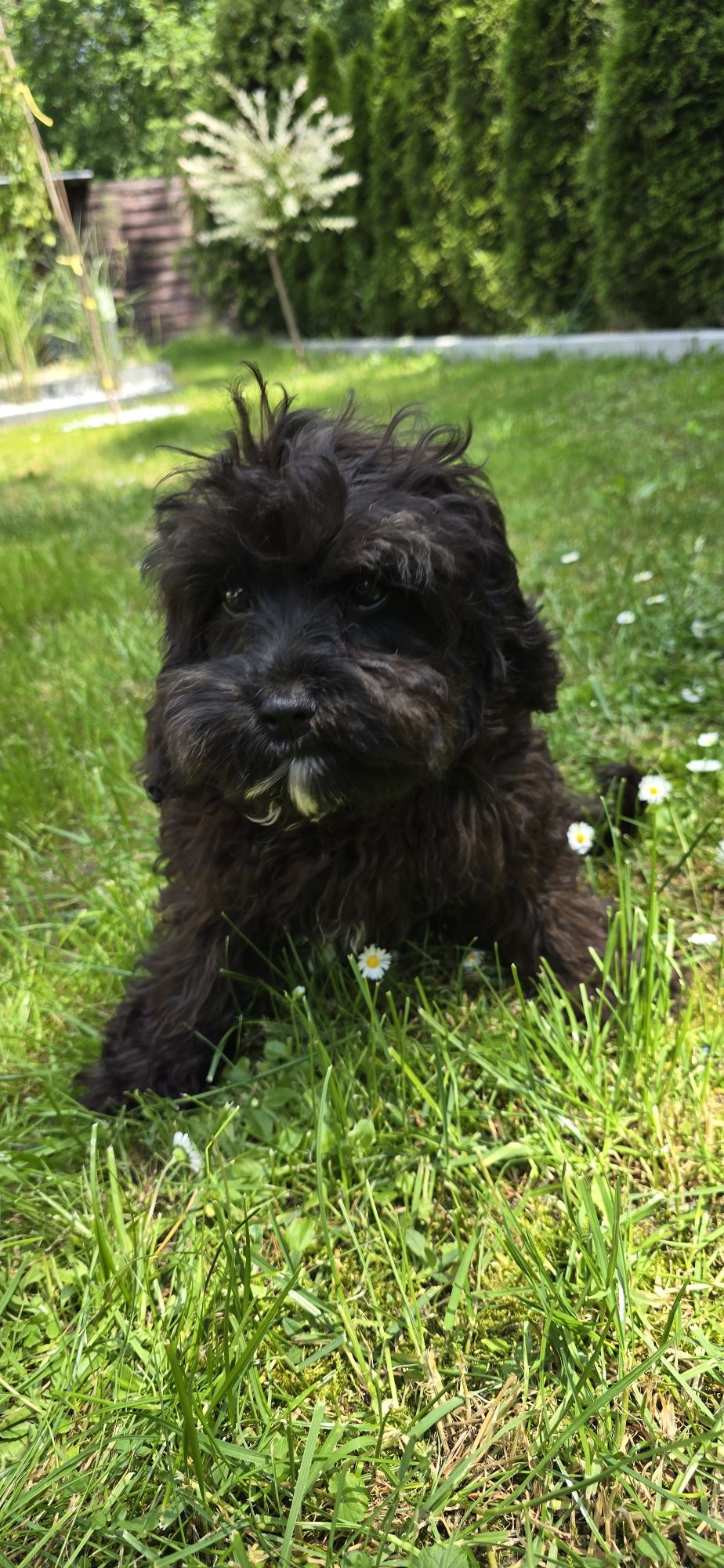 Cavapoo cavadoodle cavalier pudel Doodle