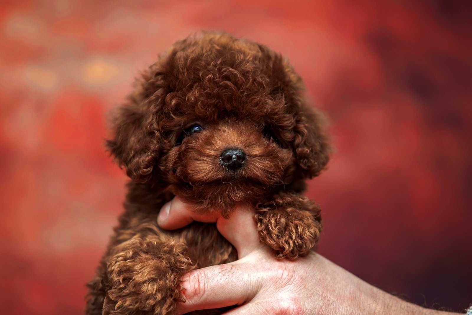 Toy Poodle  China