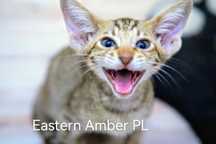 Peterbald kocurek orientalny gotowy do zmiany domku