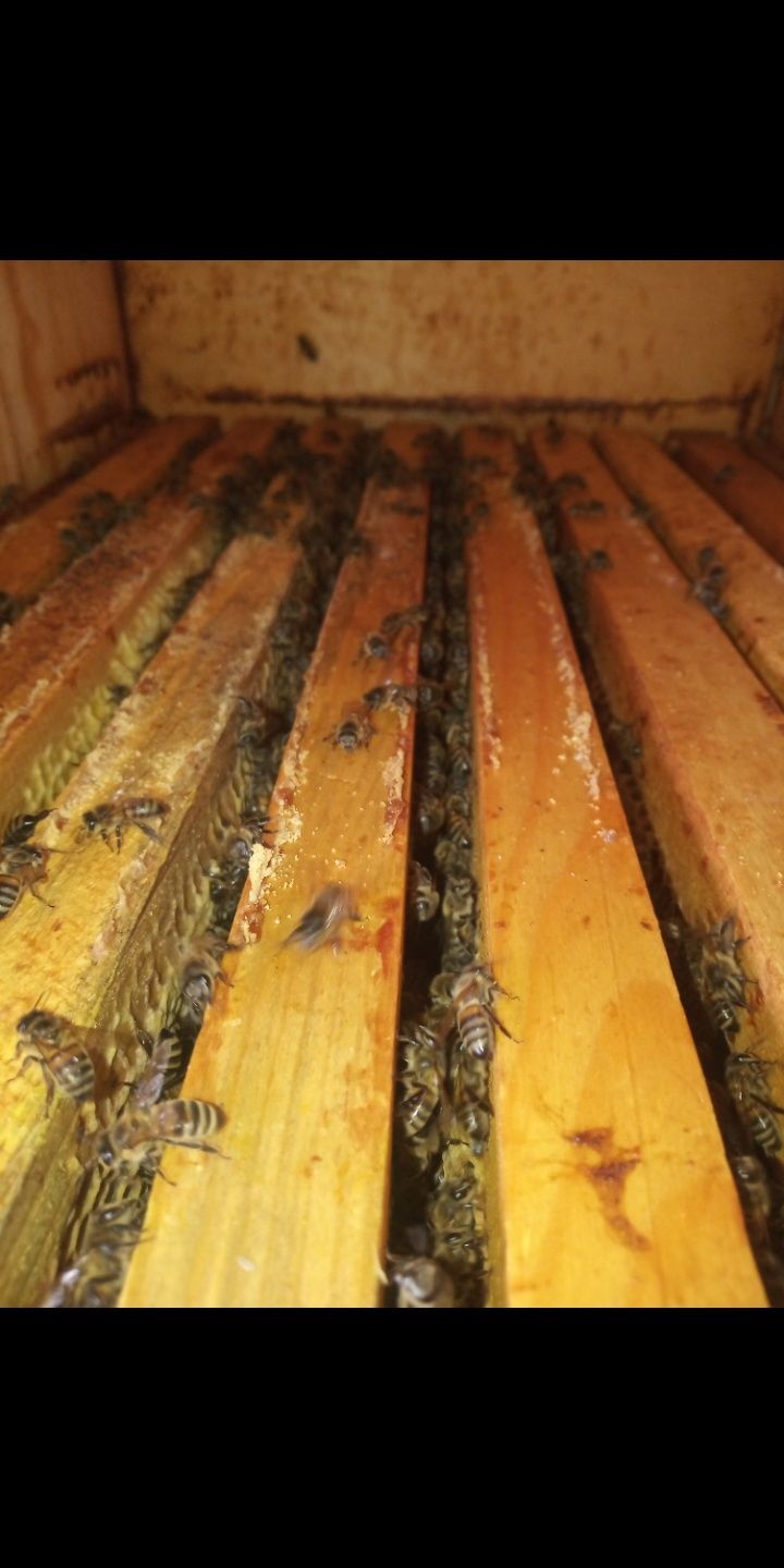 Бджолопакети бджоли відводки