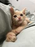 Кошеня, котятко, котик, кіт в добрі руки.