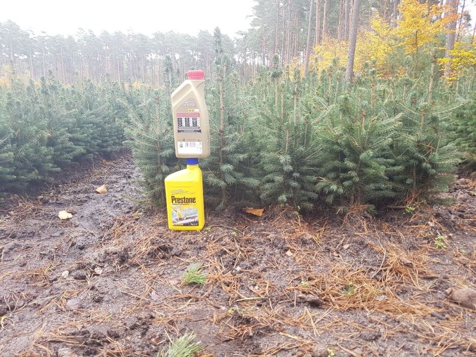 Świerk Srebrny sadzonka Cena Producenta 2/1,  POSADZIMY