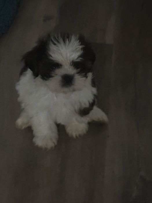 Shih tzu menina com pais com lop