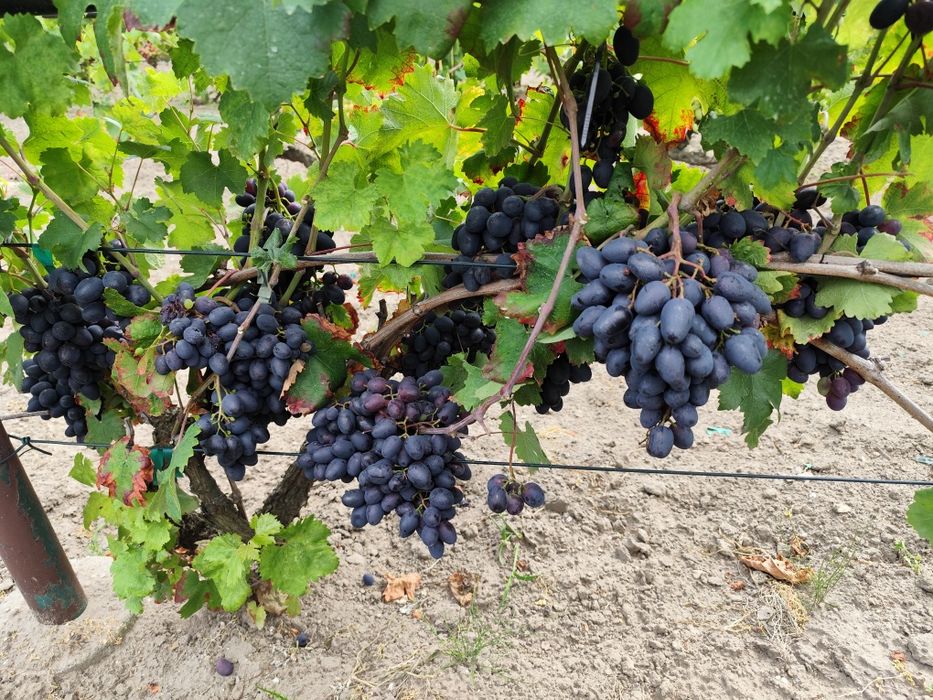 Sprzedam sadzonki winorośli deserowej