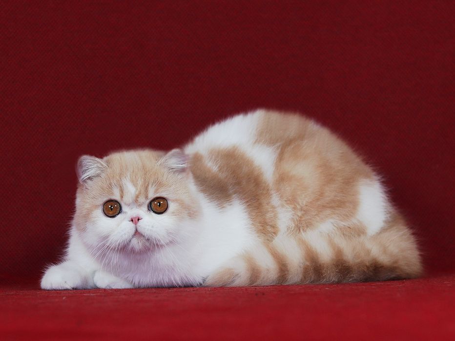 Экзотична дiвченка в пошуках родини