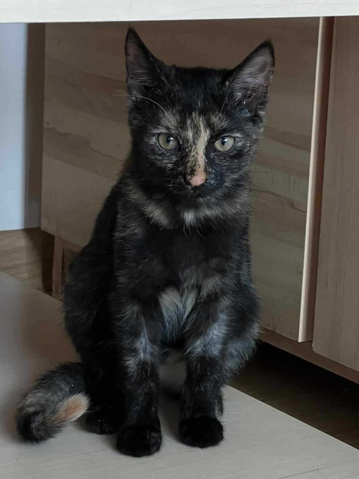 Stasia 5 miesięczna kotka