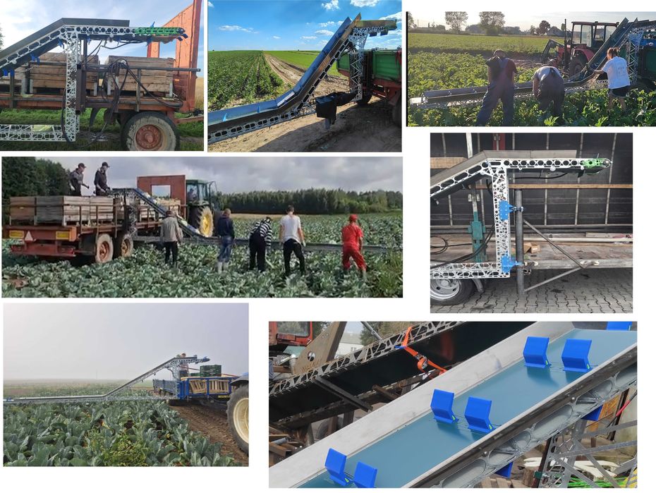 Przenośnik taśmowy do zbioru warzyw- brokuł kalafior taśmociąg kapusty