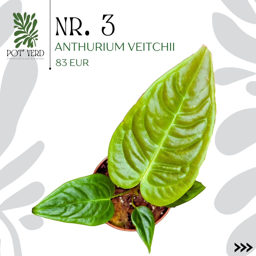 Anthurium VEITCHII (Planta RARA!!)