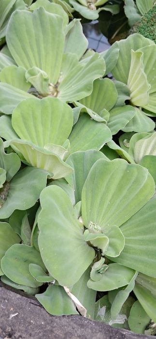 Alfaces água planta superfície