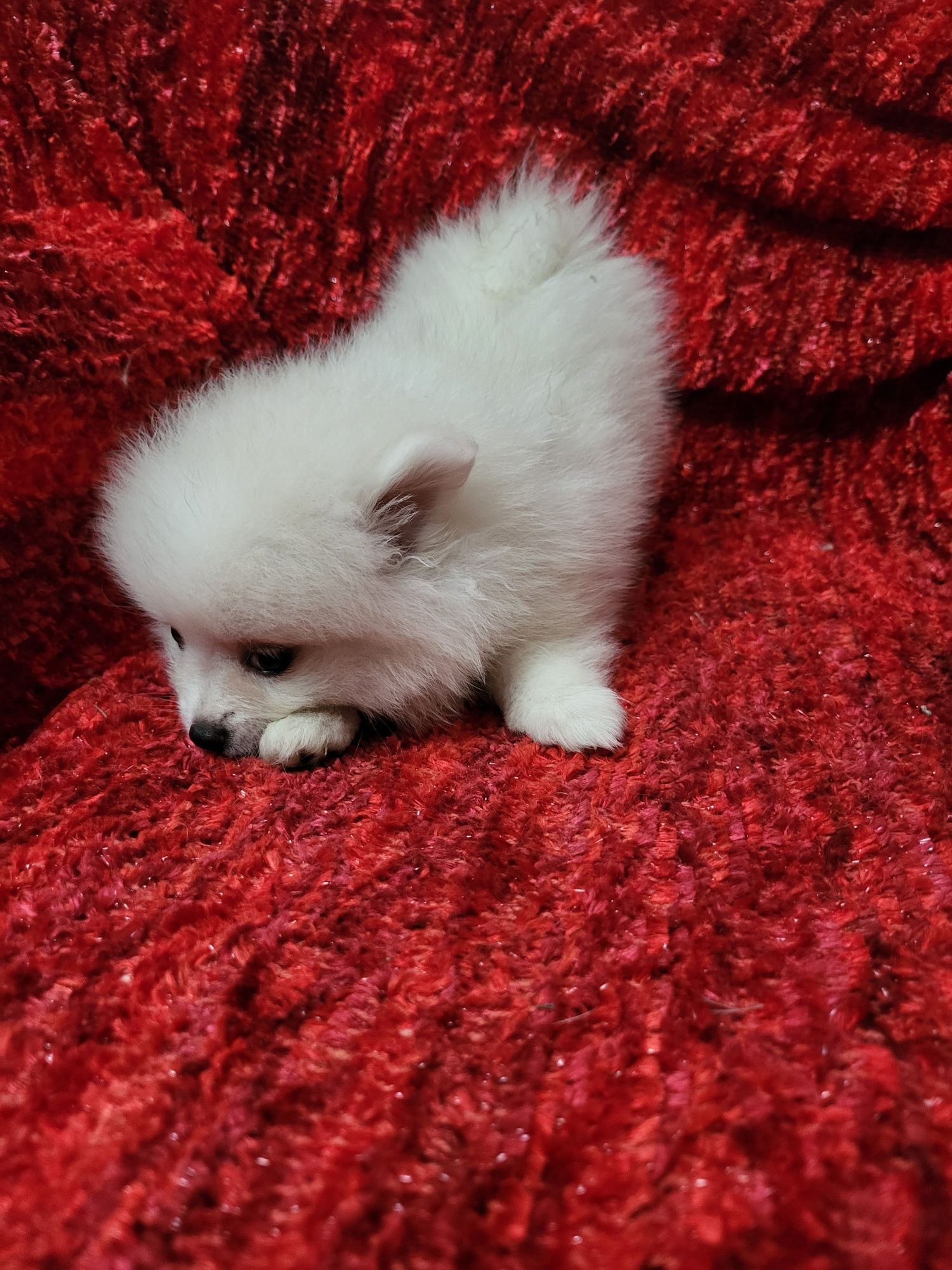 Spitz anão lulu da Pomerânia, fantástico