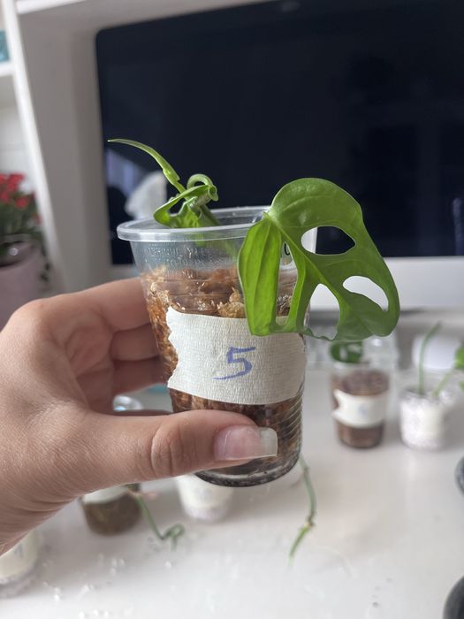 Monstera monkey / monstera adansonii