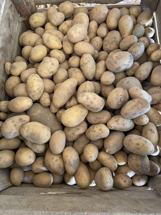 Продам дрібну картоплю