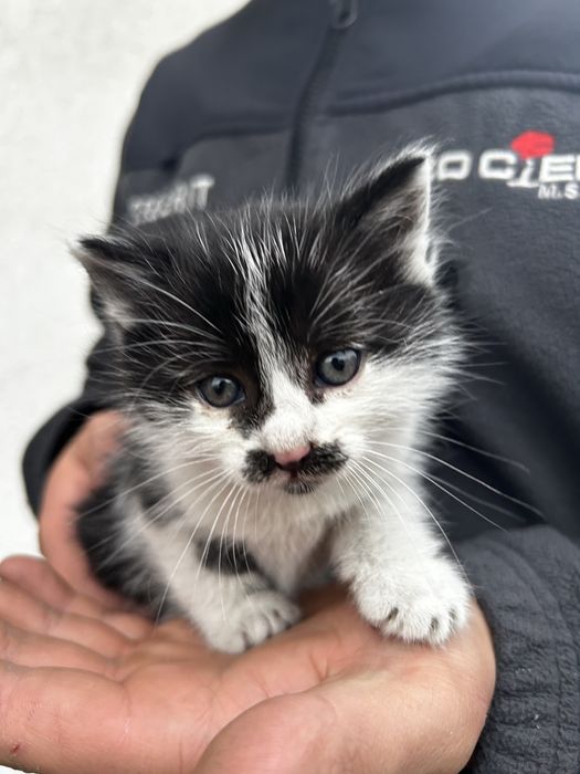 Oddam za darmo 3 male kotki