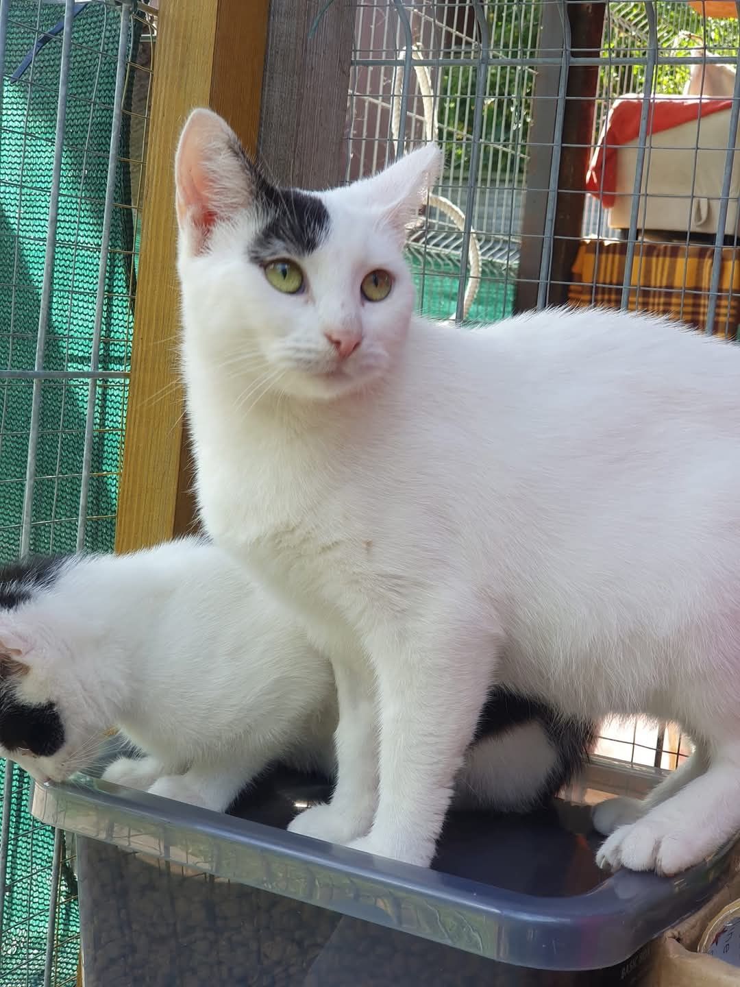 Piękna biała kotka Chałka do adopcji!