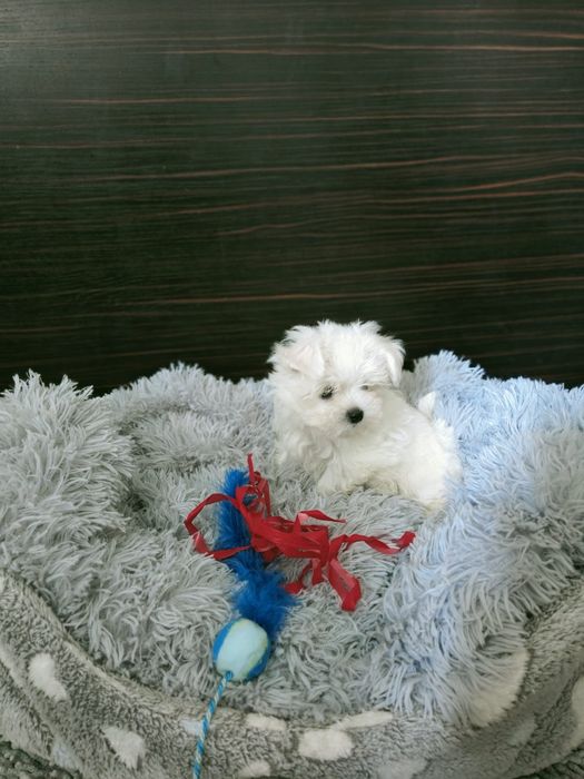 Suczka maltańczyk. Mini