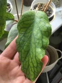 Hoya, hoja cv. Golden Eye (aff.)