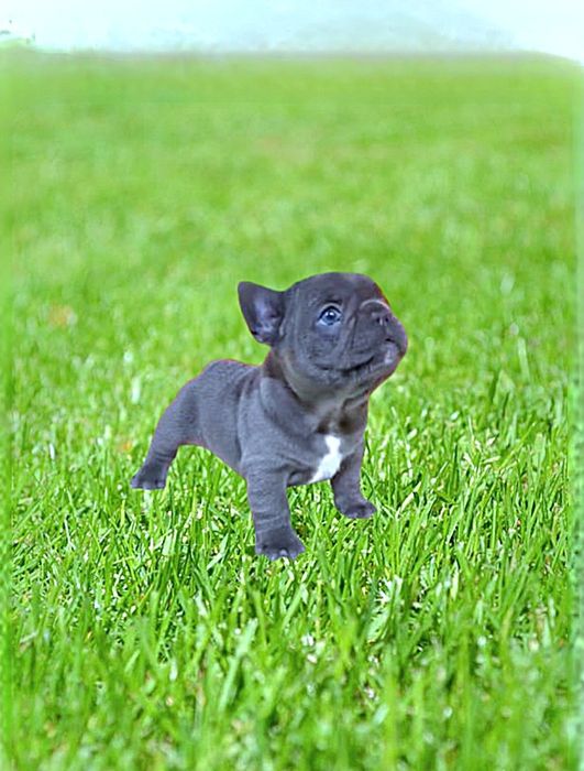 Мини! Голубая француженка!.