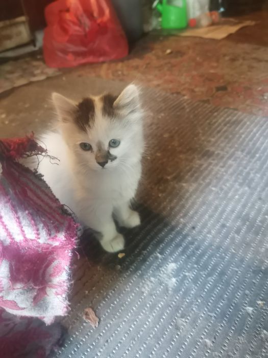 Котенок девочка бесплатно. Кошечка даром. Кошка. Котята.